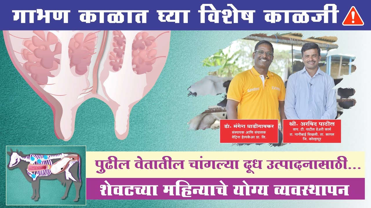 गाभण जनावरांचे संगोपन आणि व्यवस्थापन⚠️