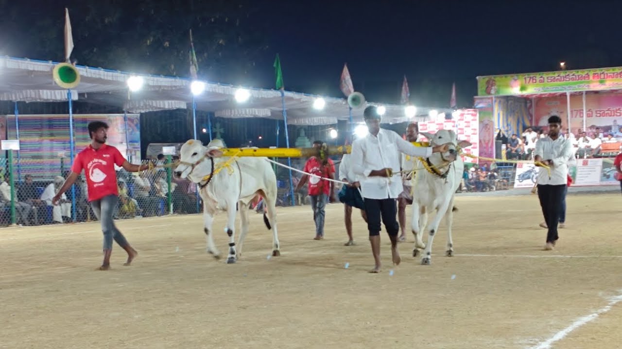 రెంటచింతల గ్రామం టచ్చు పళ్ళు విభాగం 23వ జత