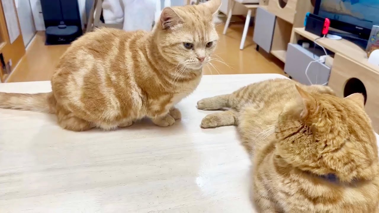 何かが起きそうで何も起きない平和なごはんタイム。