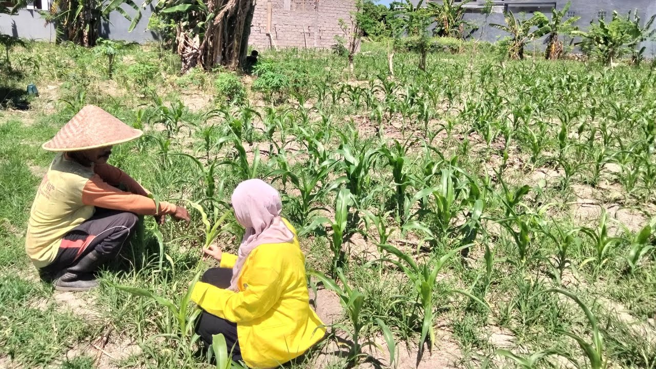 Tugas Praktik MK Budidaya Tanaman Pangan dan Perkebunan (STAG4318) - Wawancara