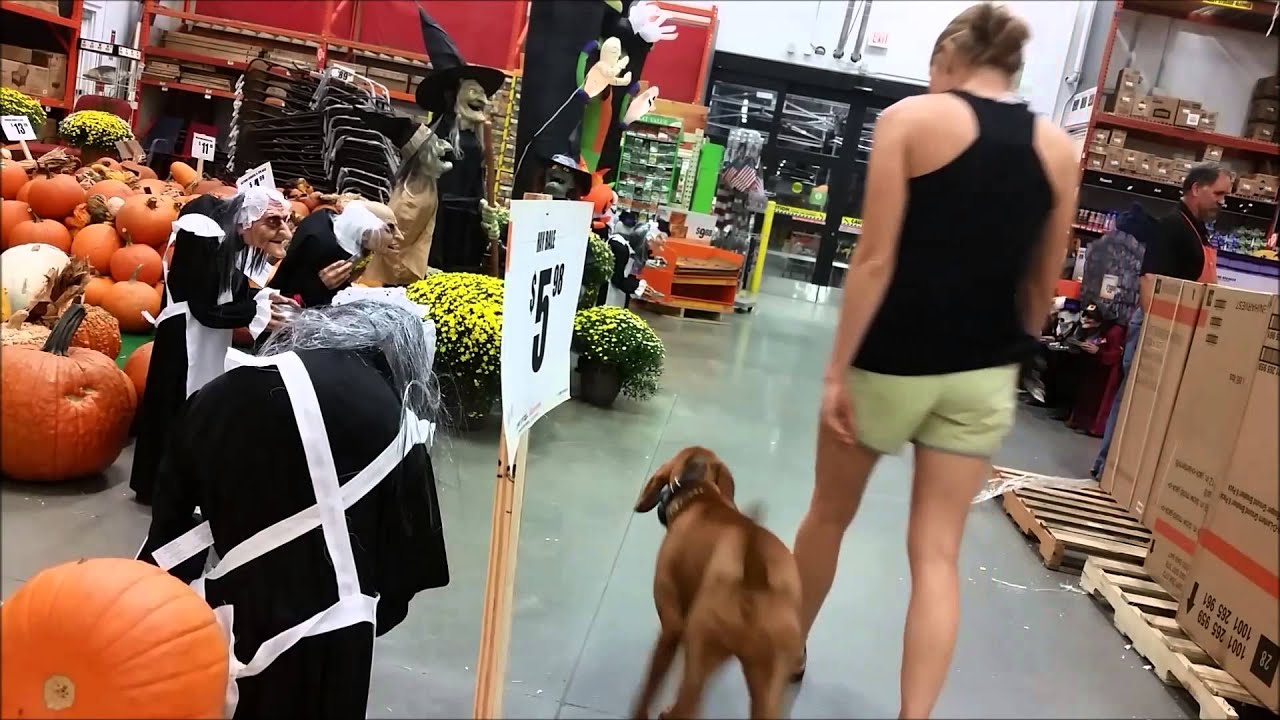 Gracie (5.5 mo Vizsla) Before and After Video-Off Leash K9 Training, Tampa Bay