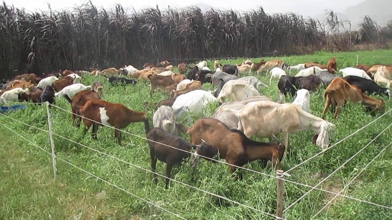 LA EMPRESA LA CABRITA ALIMENTA SUS CABRAS CON ALFALFA