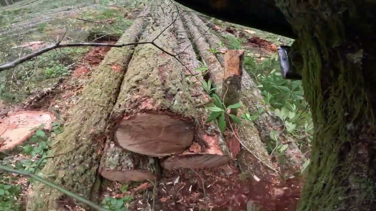 Tall and heavy timber!