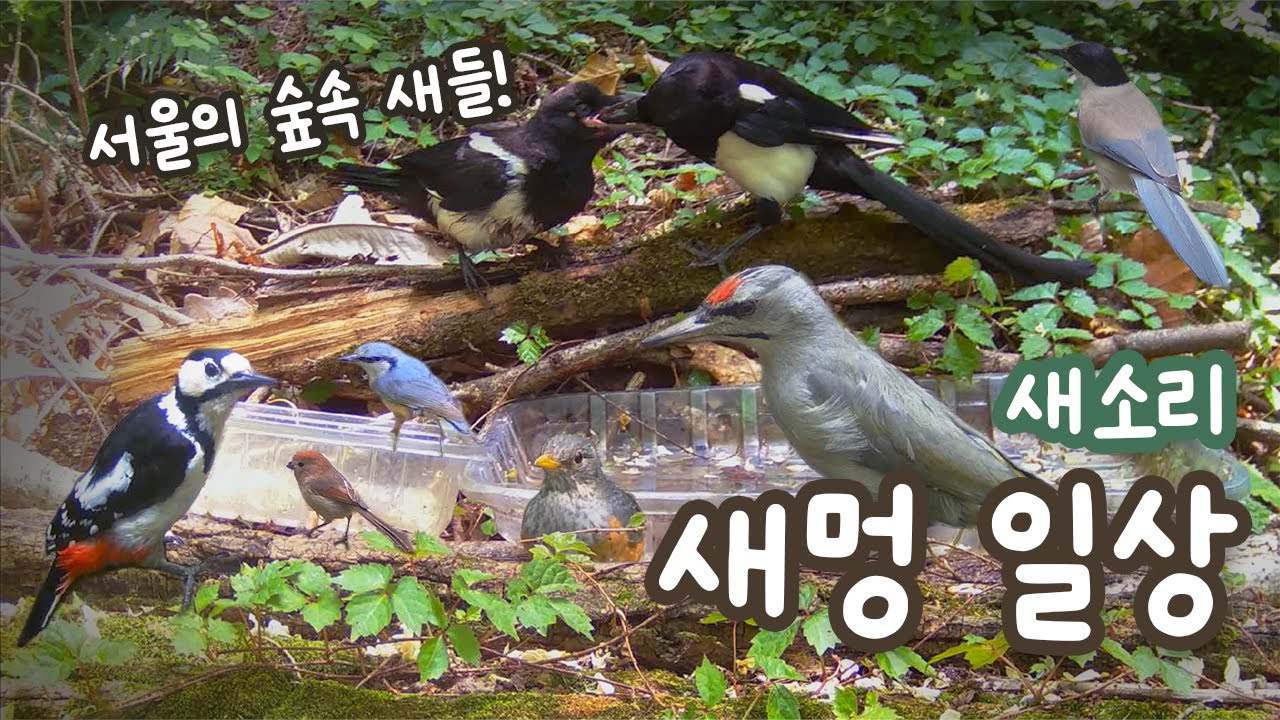 [새소리] 새멍 맛집 서울의 새 - 아기새 돌보기 바쁜 어미 #서울의새소리 #새멍일상 #새들의일상 #birdsfeeding #birdsfoodfeeder #birdswatching