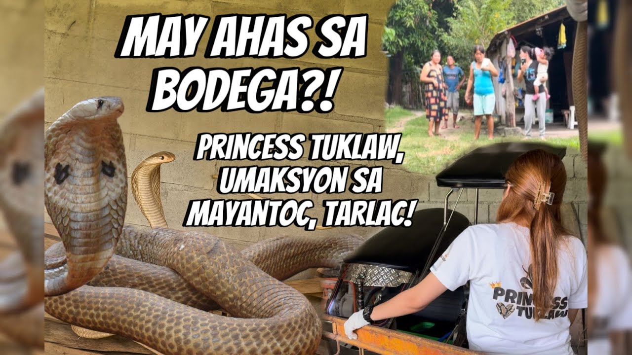 Princess Tuklaw UMAKSYON SA MAYANTOC TARLAC UPANG MAHULI ANG COBRA PUMASOK SA BODEGA #princesstuklaw
