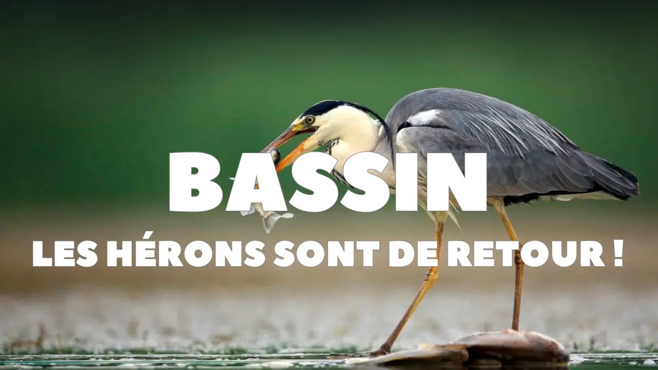 EMPÊCHER LES HÉRONS DE MANGER MES POISSONS ! #jardin #bassin #poisson #herons  #conseils