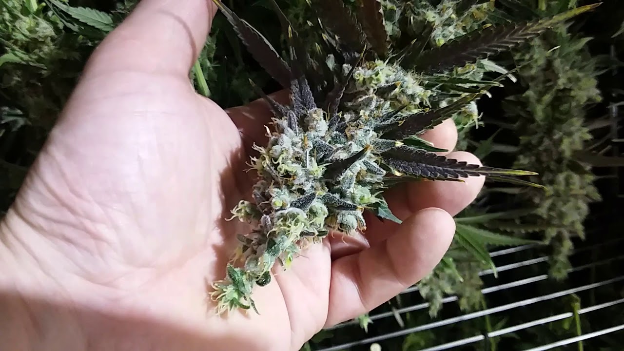 Seattle Chronic Seeds, Berry Tite #2 Harvest