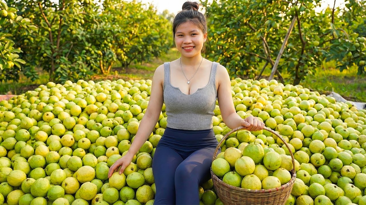 The First Harvesting 1000+ Rare Guava - Goes To Market Sell, Guava Juice Recipe