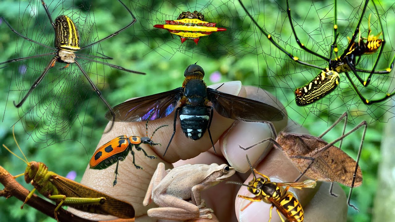 adventure of catching giant insects in the wild