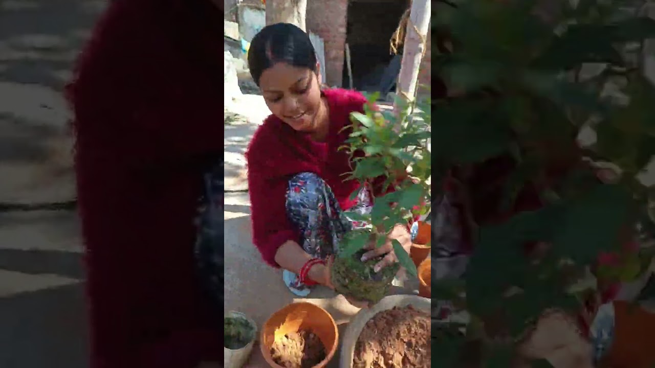 Aaj Maine apne gardan me kuch naye plant lagaye🌹🌷 #plantlover 