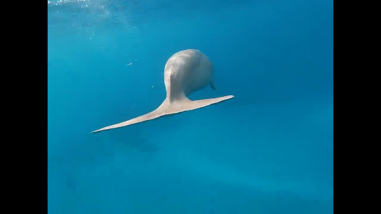 DUGONGO MARSA ALAM NOVEMBRE 2025