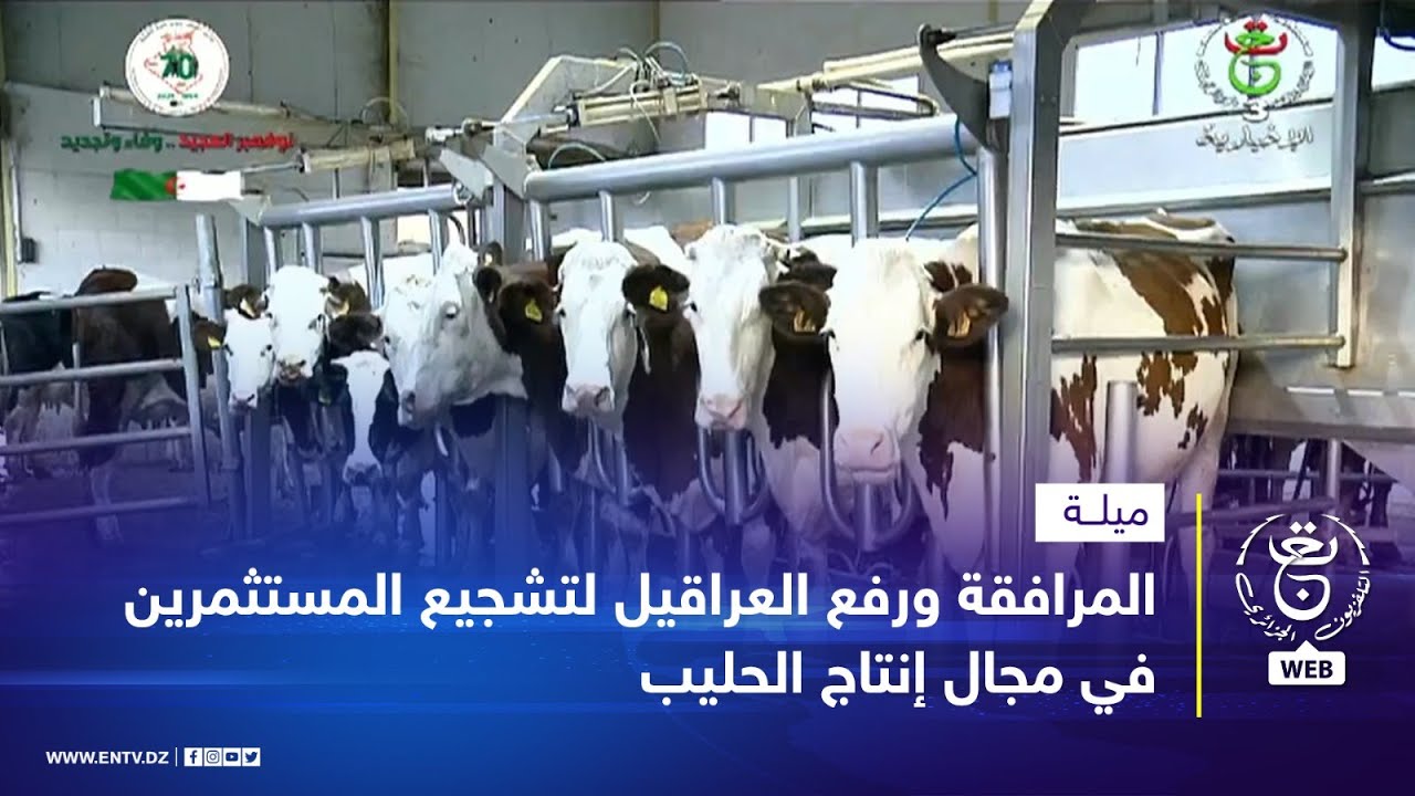 ميلة | المرافقة ورفع العراقيل لتشجيع المستثمرين في مجال إنتاج الحليب
