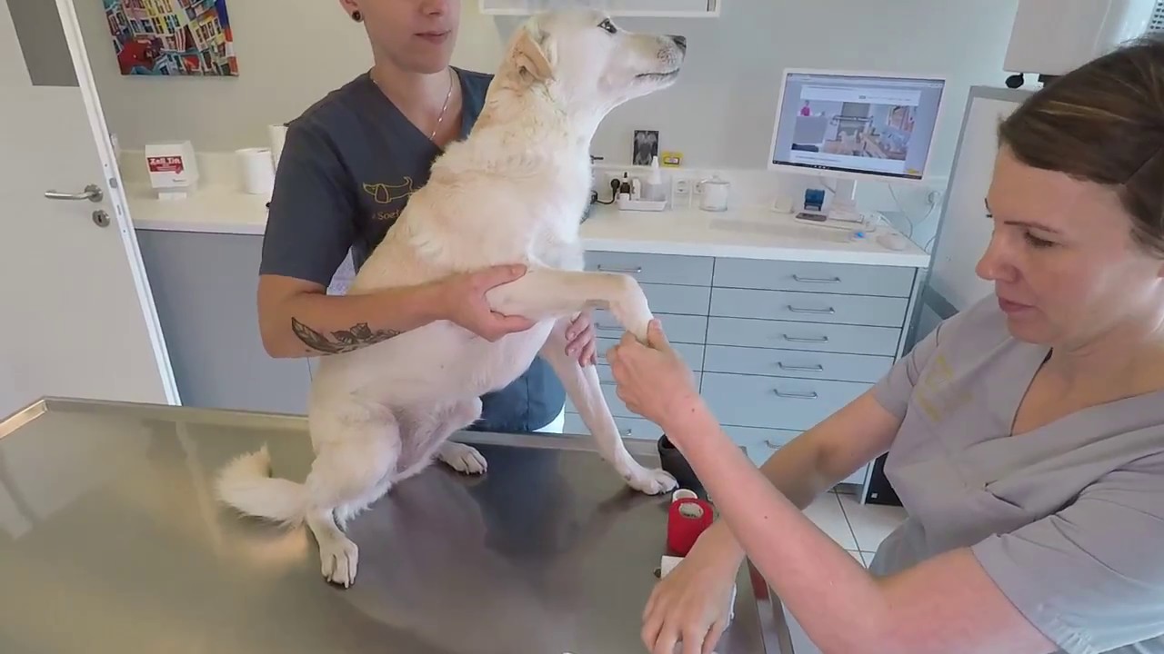 Pfote verbinden beim Hund...Tierarztbergedorf.de