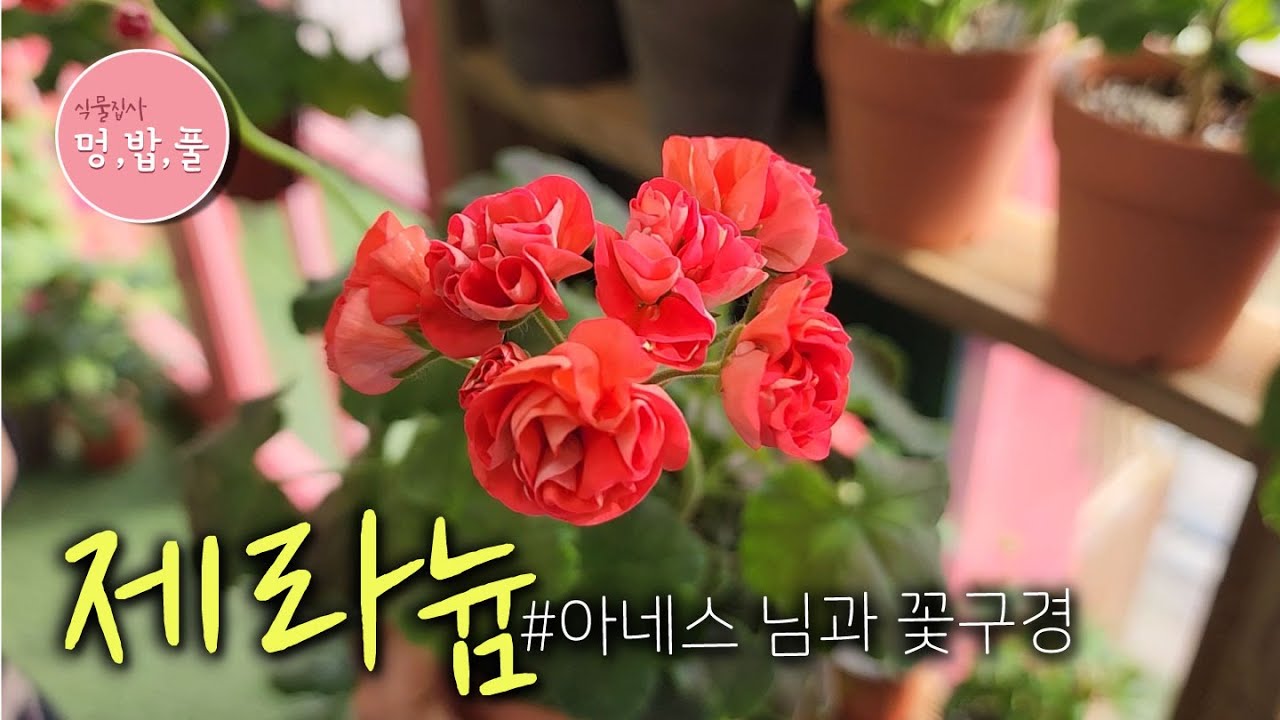 제라늄,아네스 님   #제품구입은 아래 '더보기'에 있어요