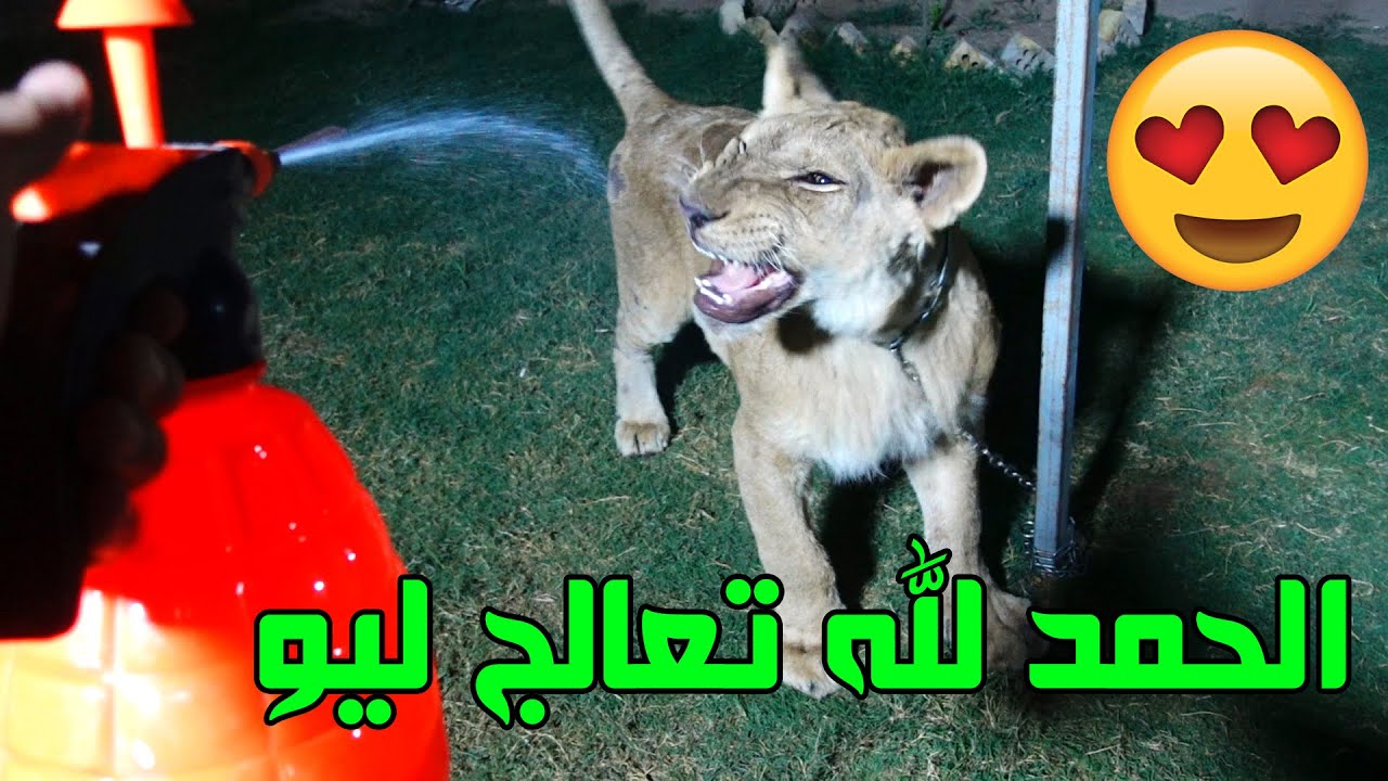 فلوك عبارة عن ضحك وشقة 😂 شسويت بيهم #عمار ماهر