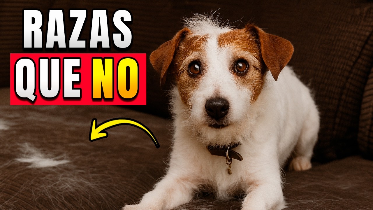 Las 10 mejores RAZAS de perros que NO SUELTAN PELO y NO HUELEN MAL