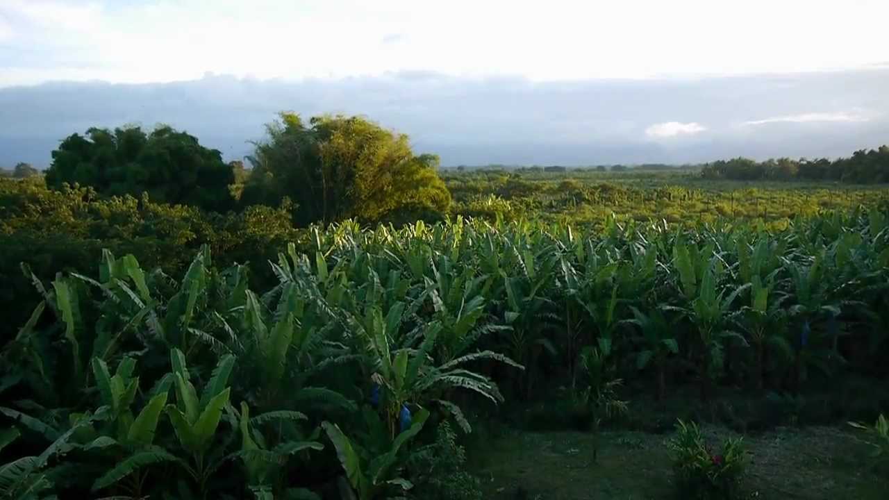 DOLE - Planting & Growing Bananas