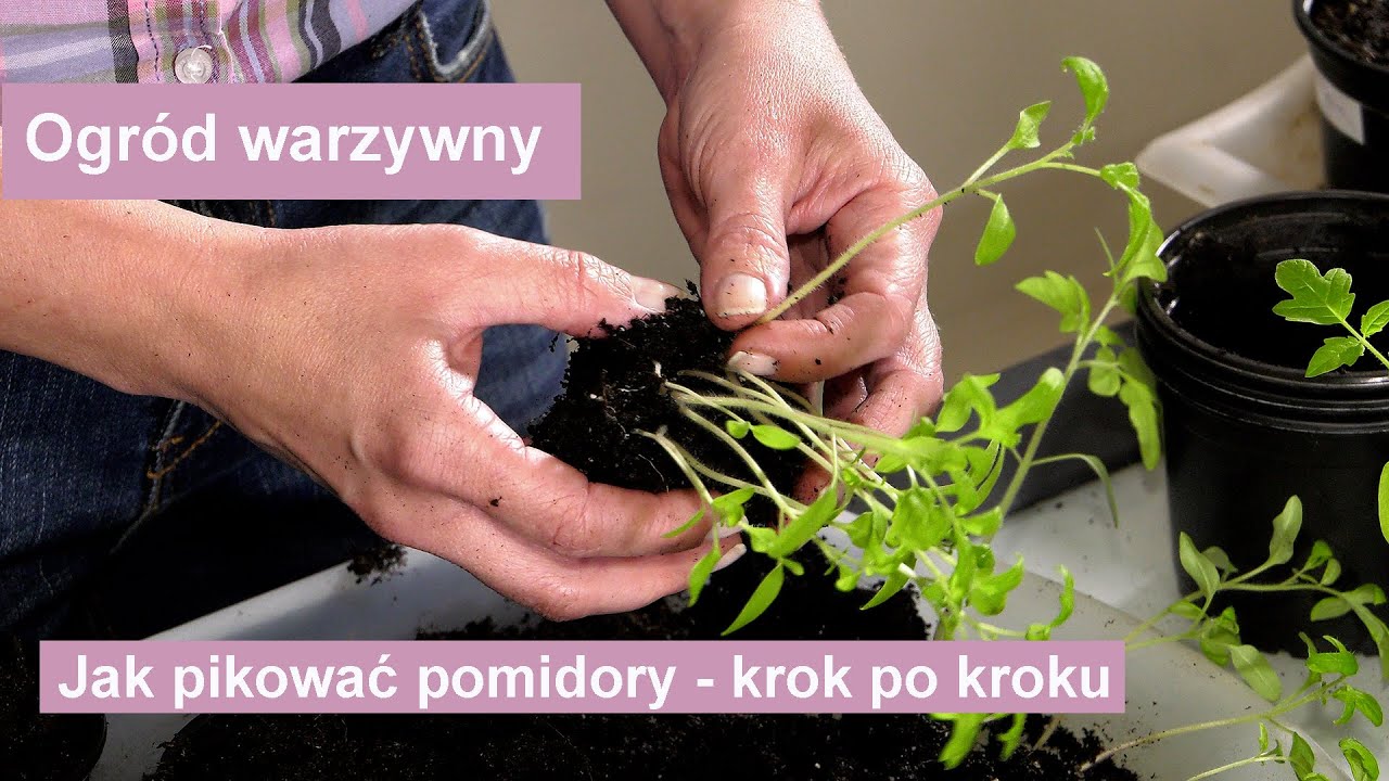 Jak pikować wybujałe pomidory? Czy warto pikować pomidory kilka razy?- uprawa warzyw w ogrodzie.