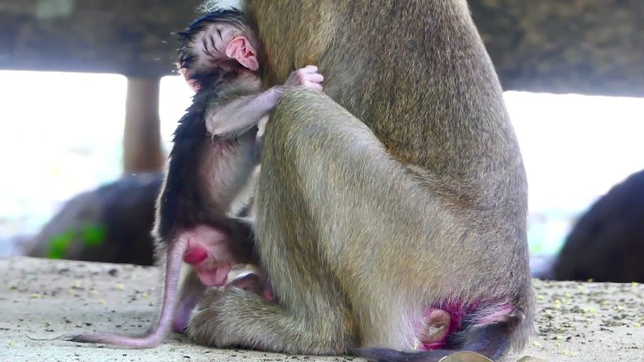 HEART Is Full Of Breaking, Sarika Starving Her Tiny Baby Monkey Saraya, Till He Screams On Land
