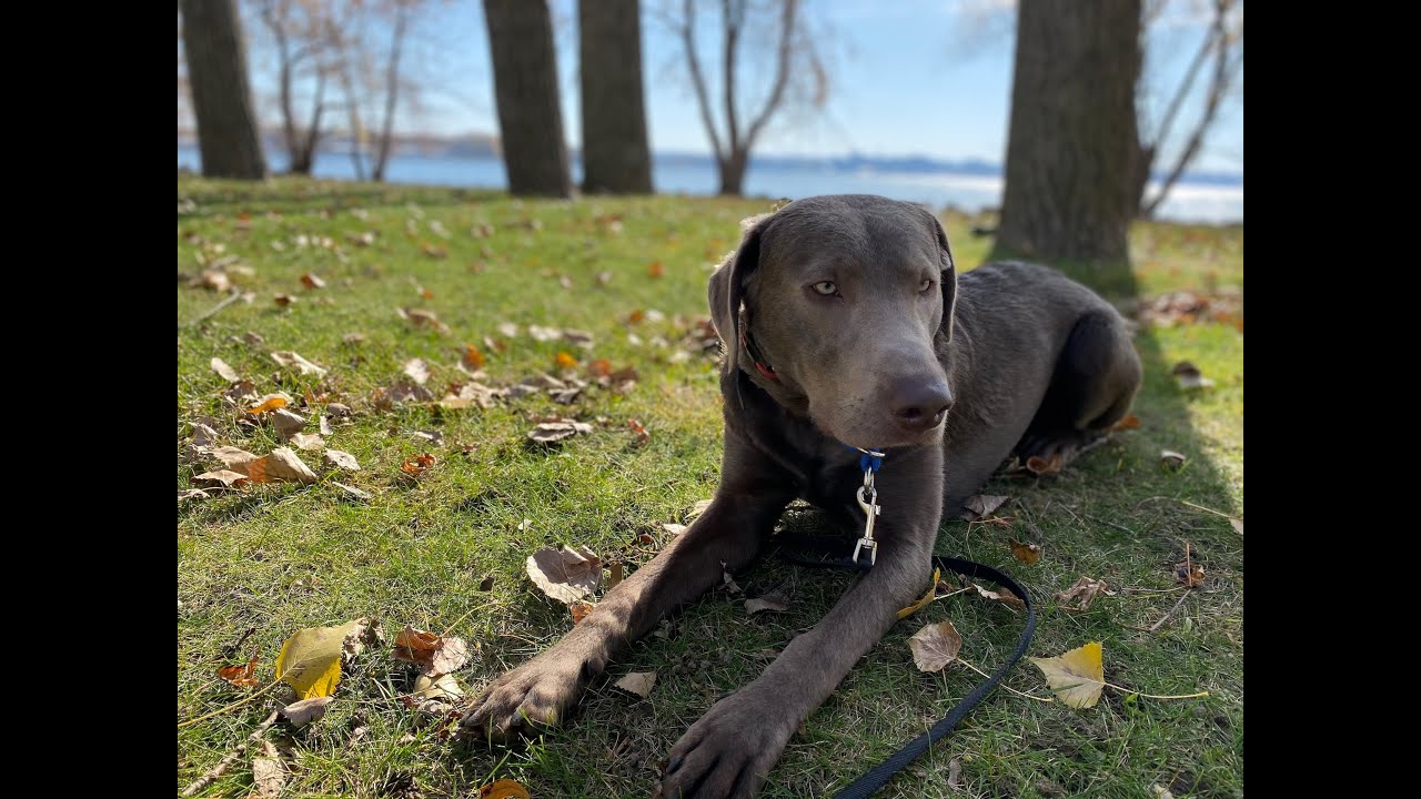 Ace - 8 Month Old Silver Lab - 2 Week Board & Train - Before/After Video