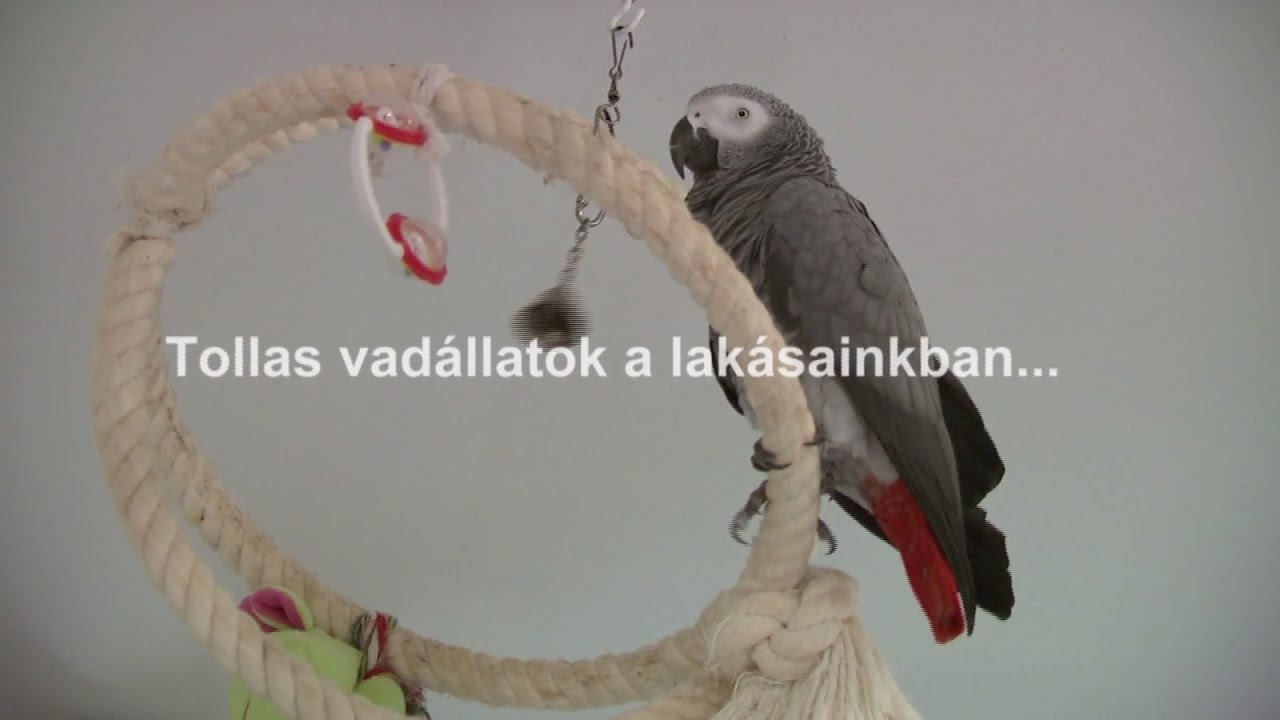 Tollas Vadállatok a Lakásban
