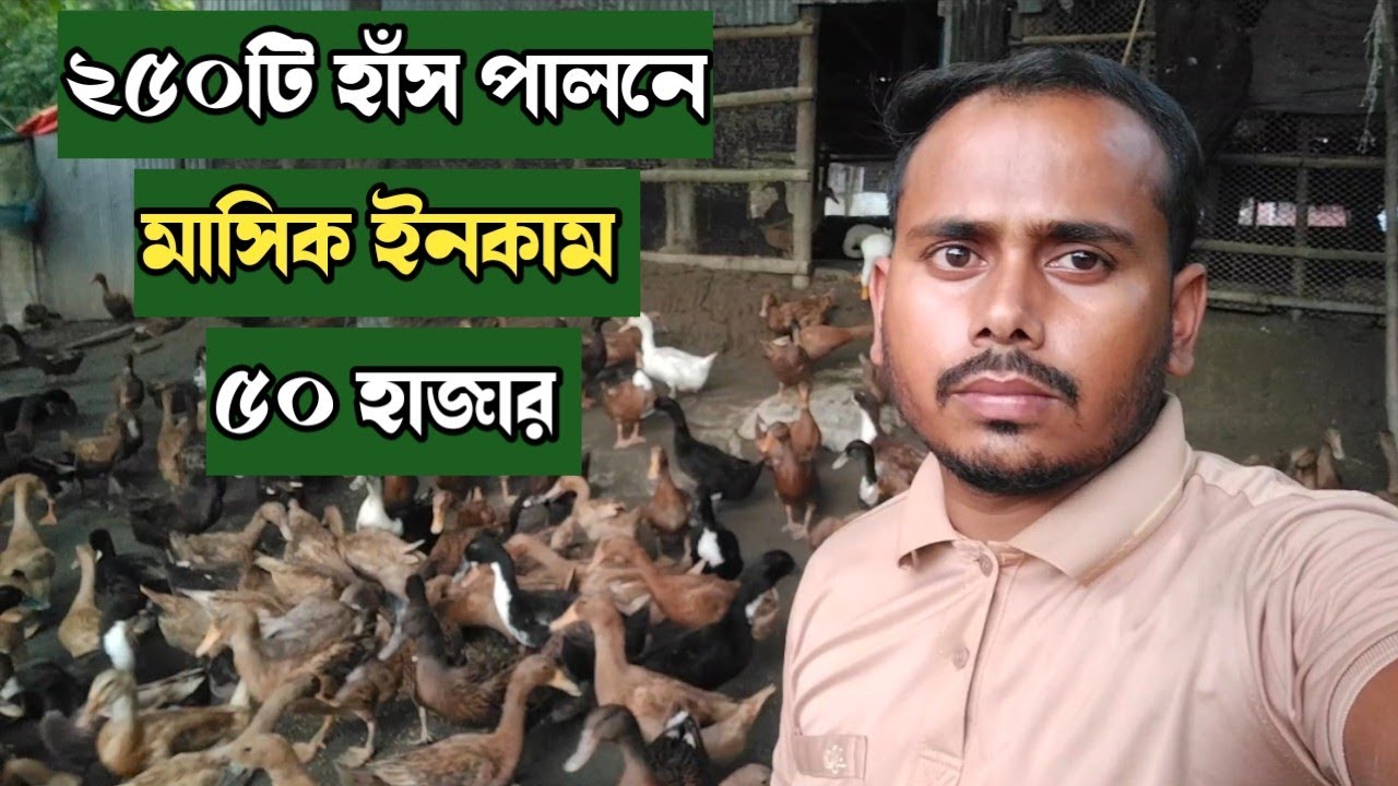মাত্র ২৫০টি খাকি কেম্বেল হাঁস পালনে মাসিক ইনকাম ৫০ হাজার টাকা। 