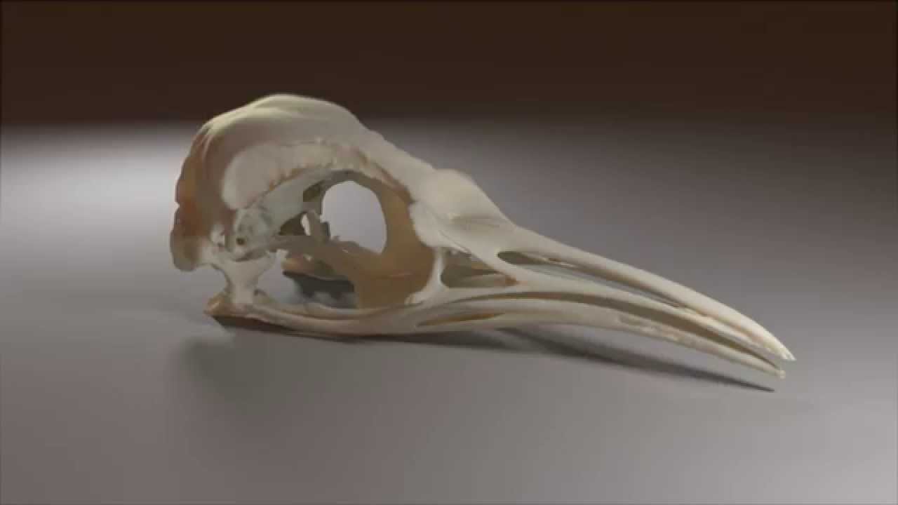 Aptenodytes forsteri (Emperor penguin) Skull