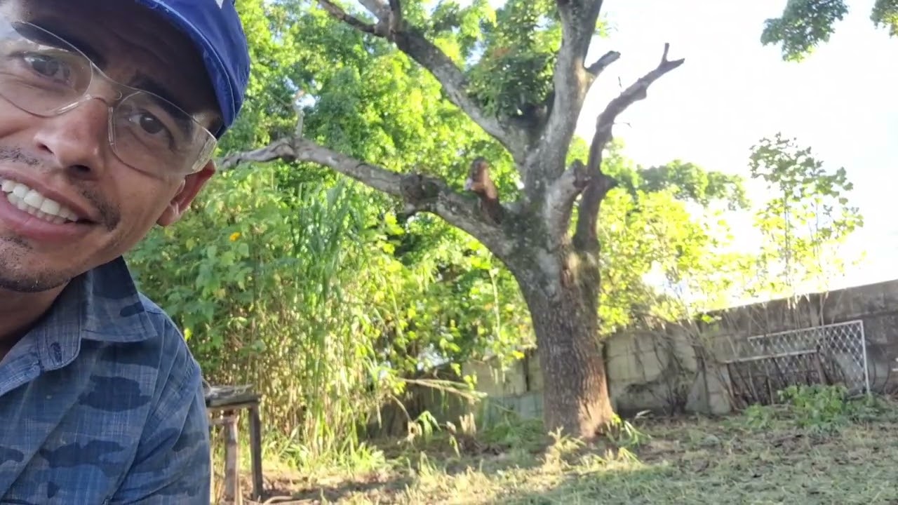Jeito fácil de retirar Margaridão sem ferramentas