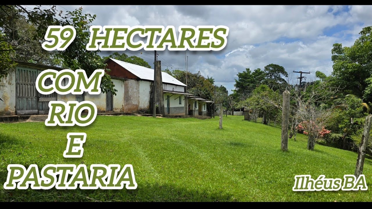59 HECTARES COM 30 NO CACAU , BARCAÇA,  RIO E PASTARIA 750 MIL  #avendanabahia 