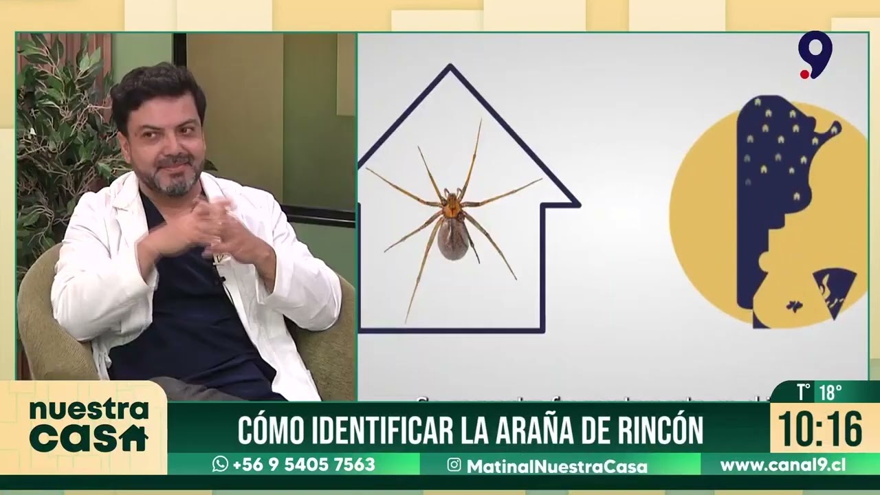 Araña de rincón: cómo identificarla y qué hacer si te pica una