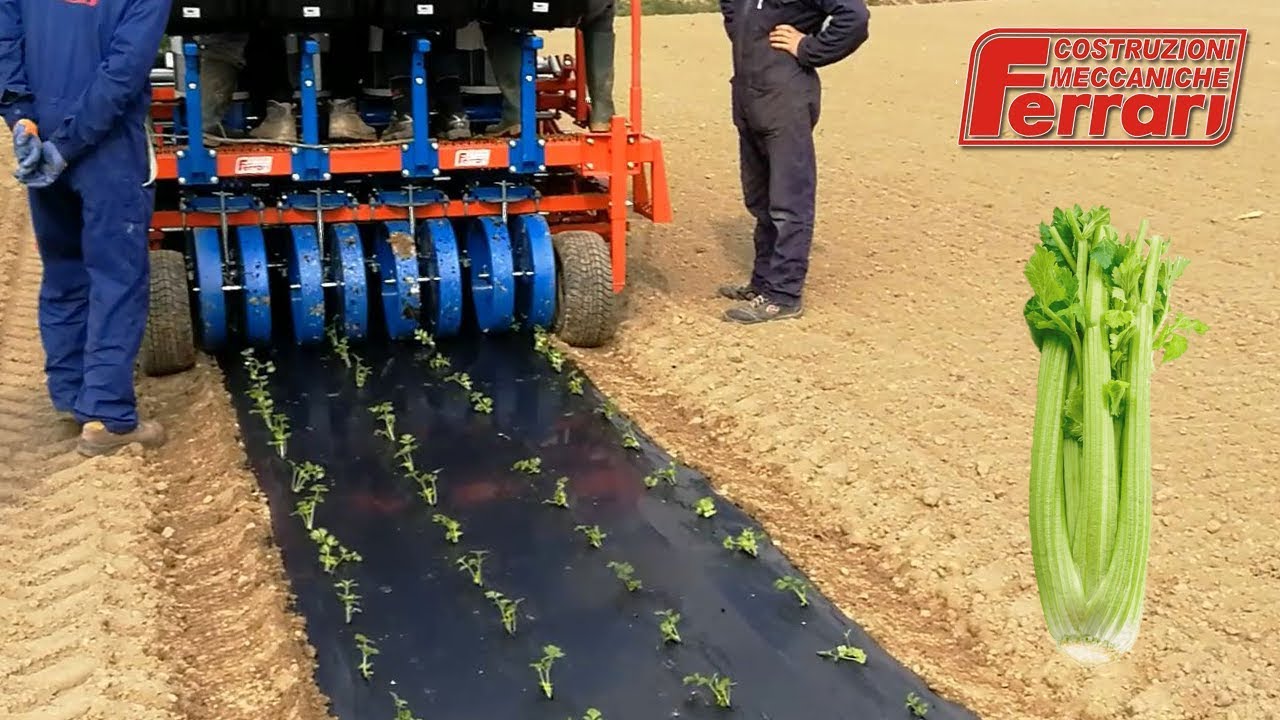 Transplanting celery with Ferrari Flash Transplanter