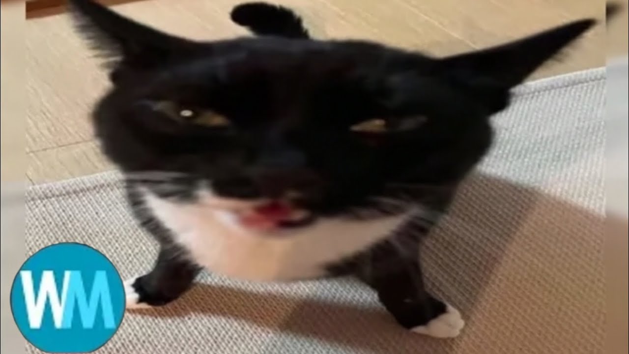 Top 100 goofy Cats