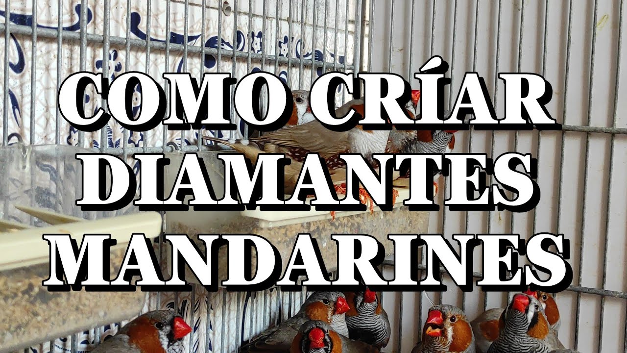 ✅ COMO CRIAR DIAMANTES MANDARINES 🐣