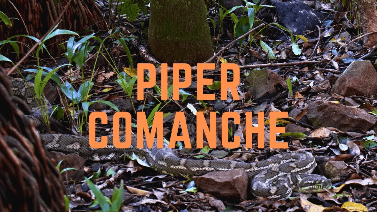 Brisbane Hiking: Piper Comanche Plane Wreck & Carpet Snake Encounter | 4K