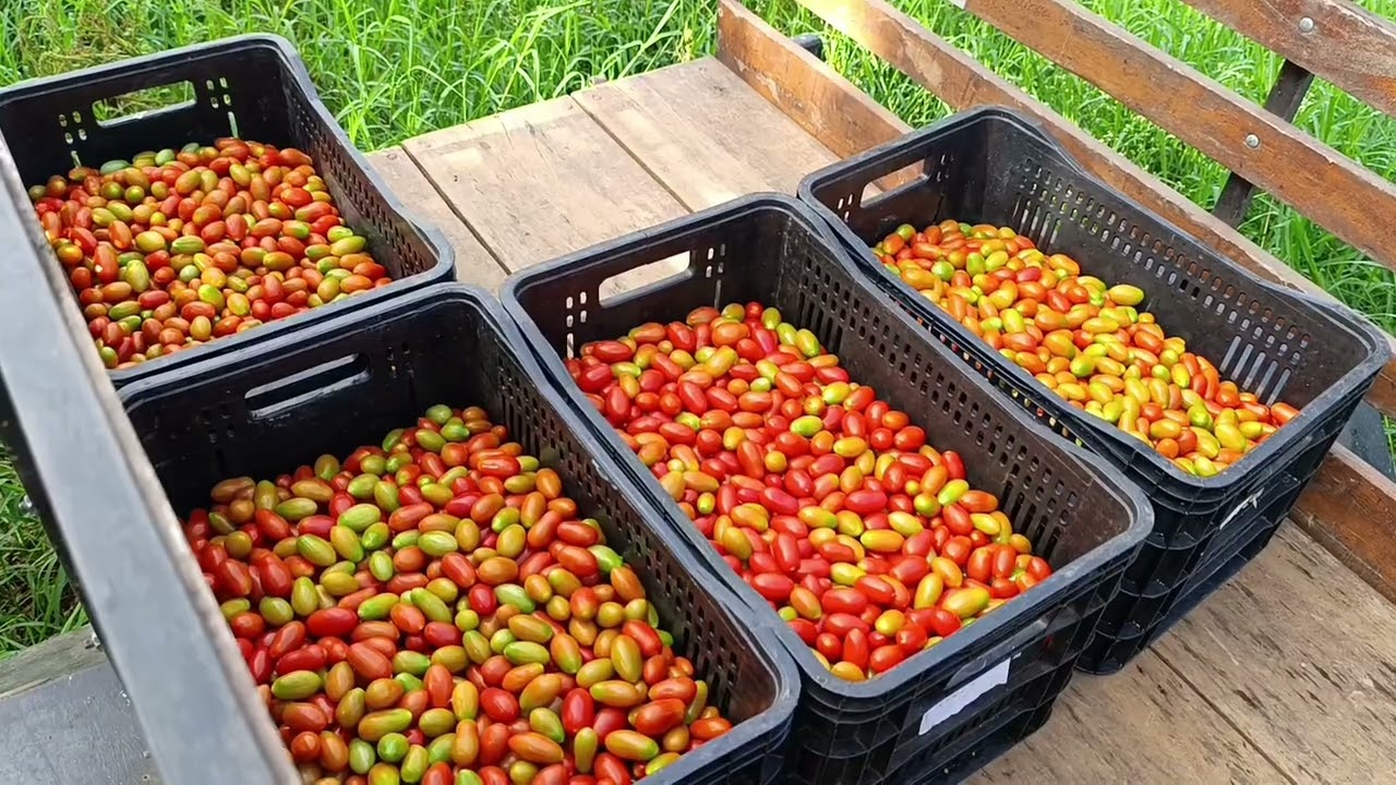 A colheita de tomatinho grape 🍅 hoje dia 13 de Fevereiro de 2026 deu graças a Deus hoje 14 caixa.