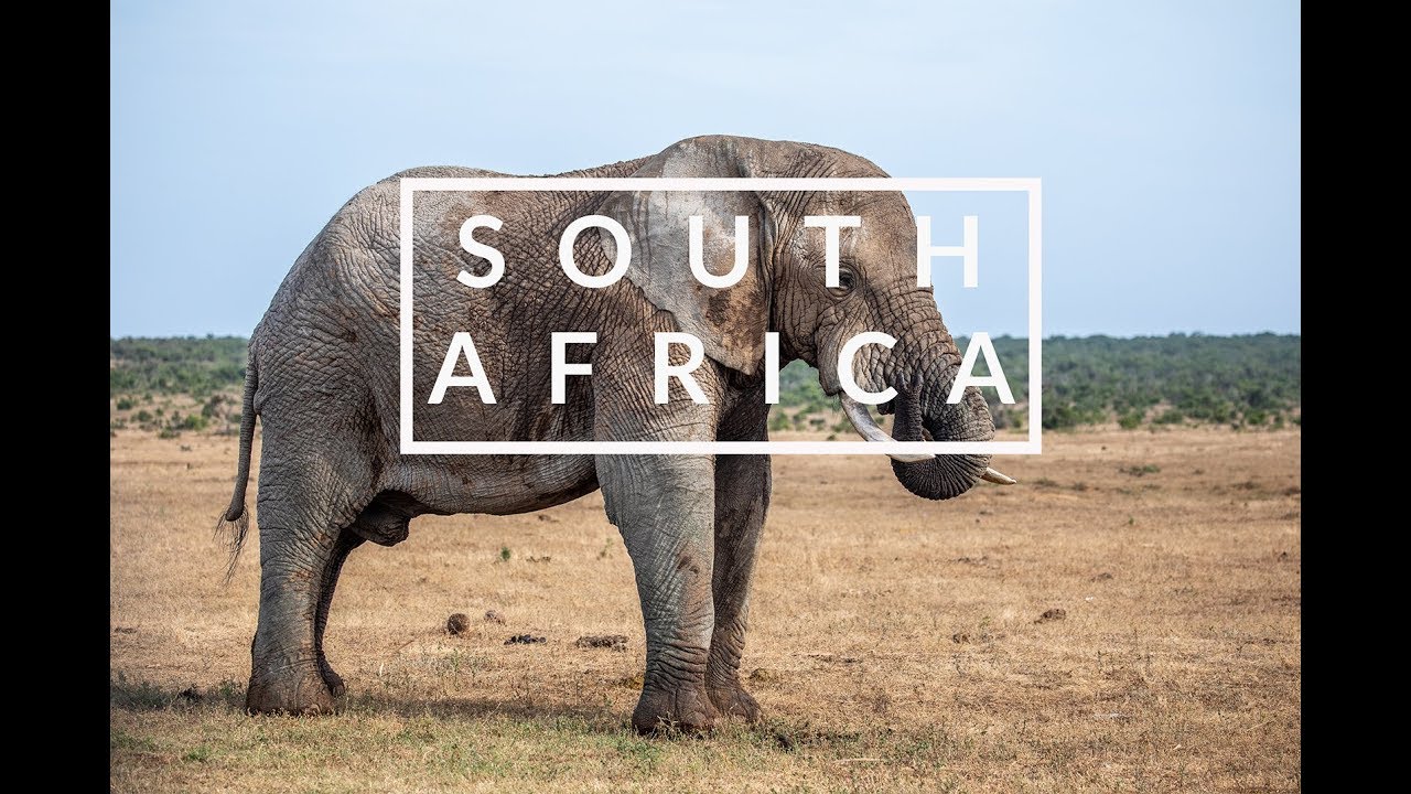 Sony A7III - South Africa, Wildlife Photography