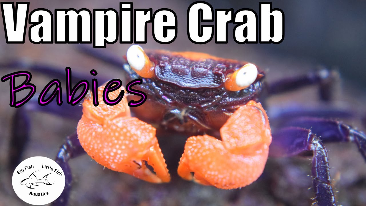 Breeding Vampire Crabs | Crab Babies Fish Room Vlog #6