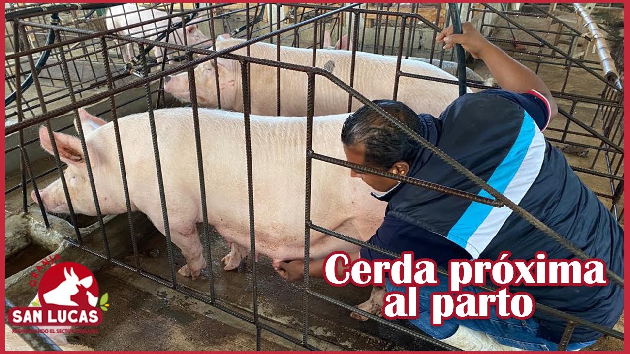 Cinco tips para detectar una CERDA PRÓXIMA A PARIR | Granja San Lucas
