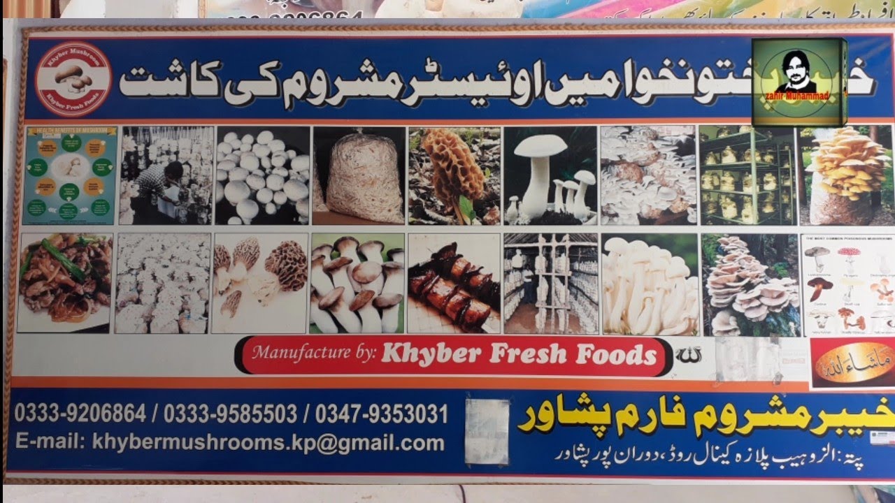 How to grow Mushrooms at home. Khyber mushroom farm in Peshawar
