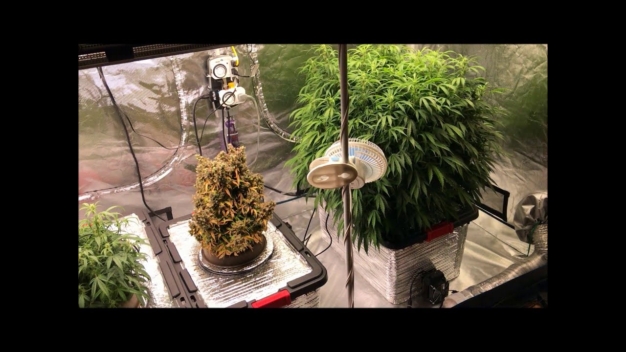 Charlotte's Angel cbd auto finale with Sunset vibes auto, Banana blaze auto and Power plant auto.