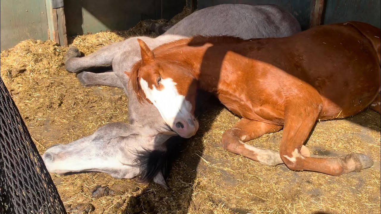 A Horse Love Story ❤️