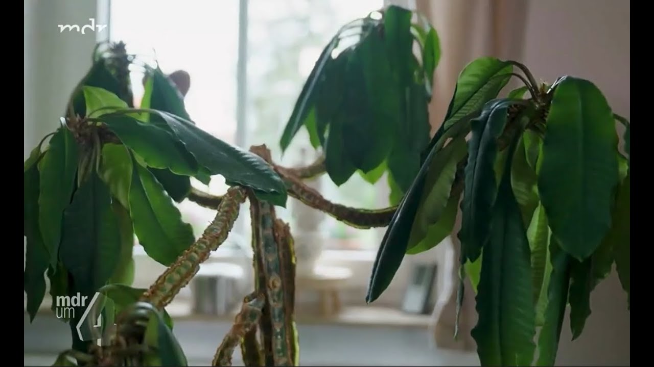 Madagaskarpalme mag kein Leitungswasser