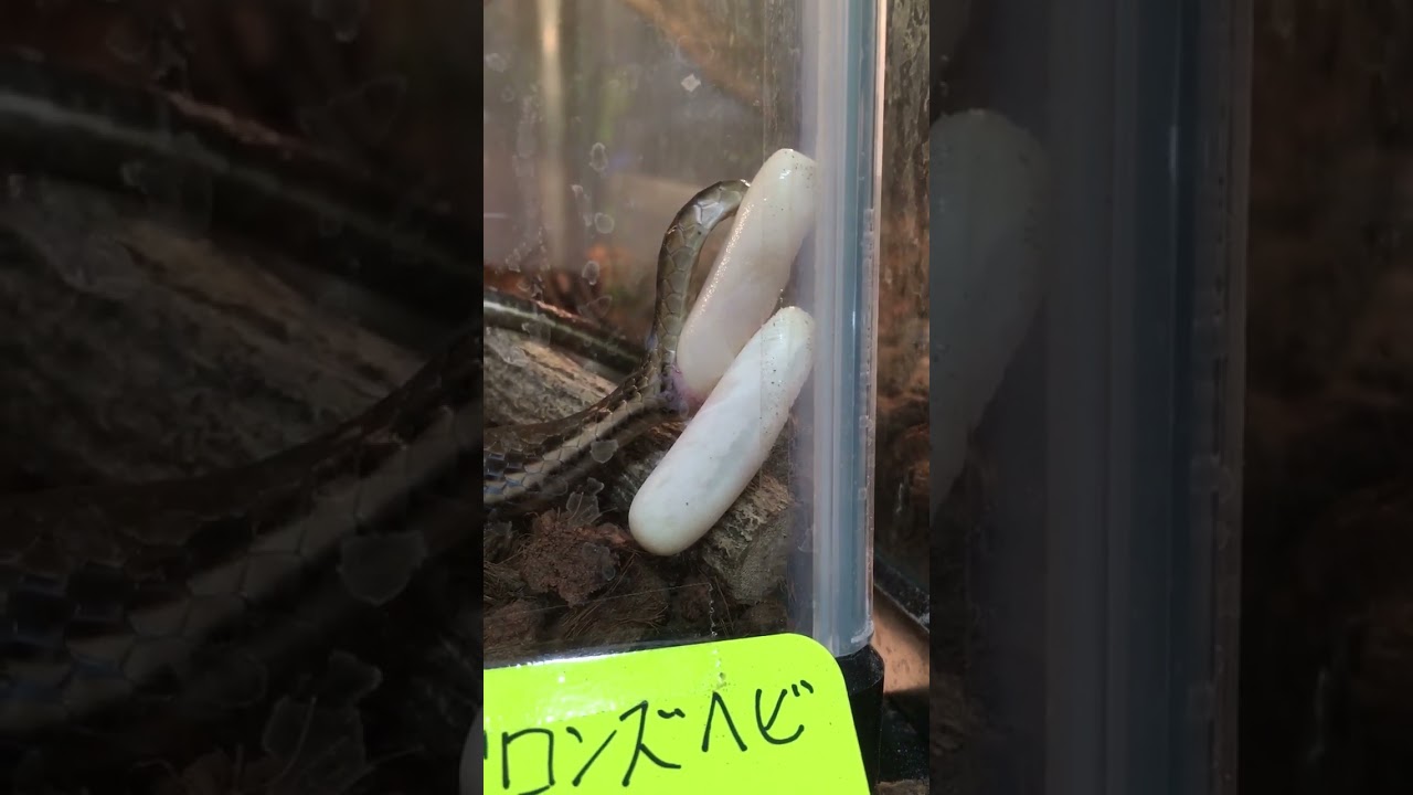 ブロンズヘビの産卵2