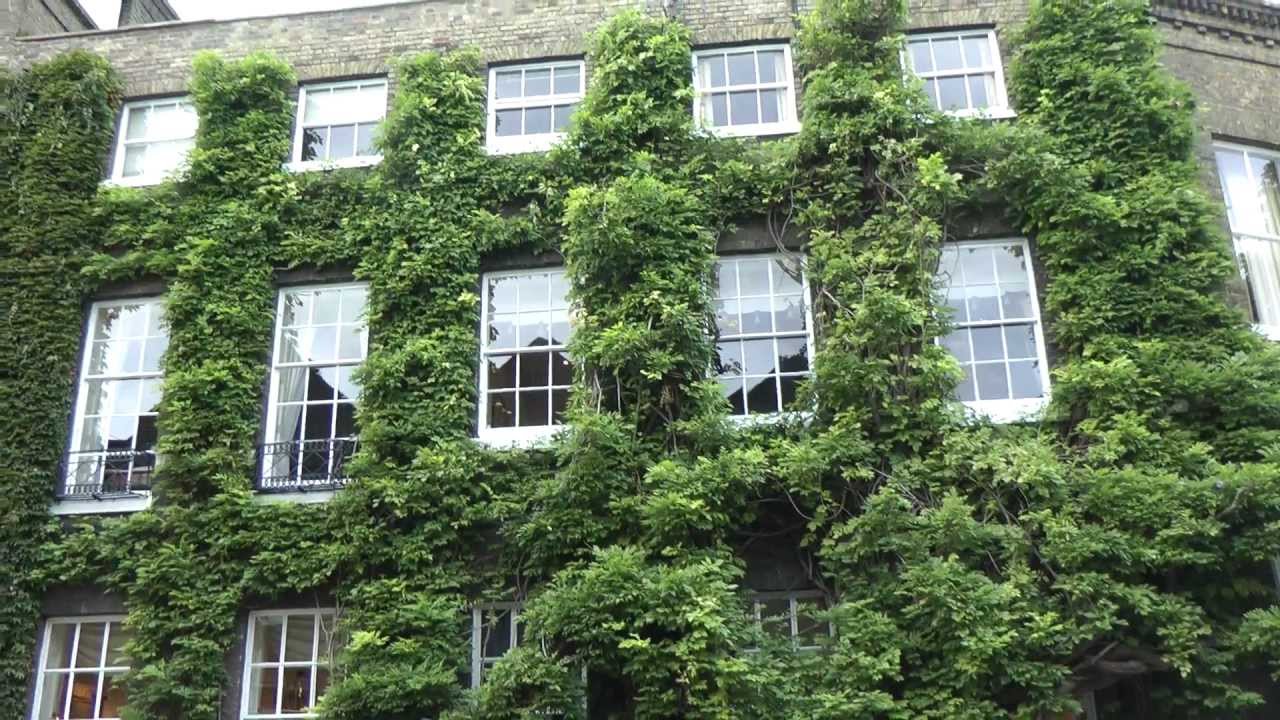 Wisteria - Oldest in Britain