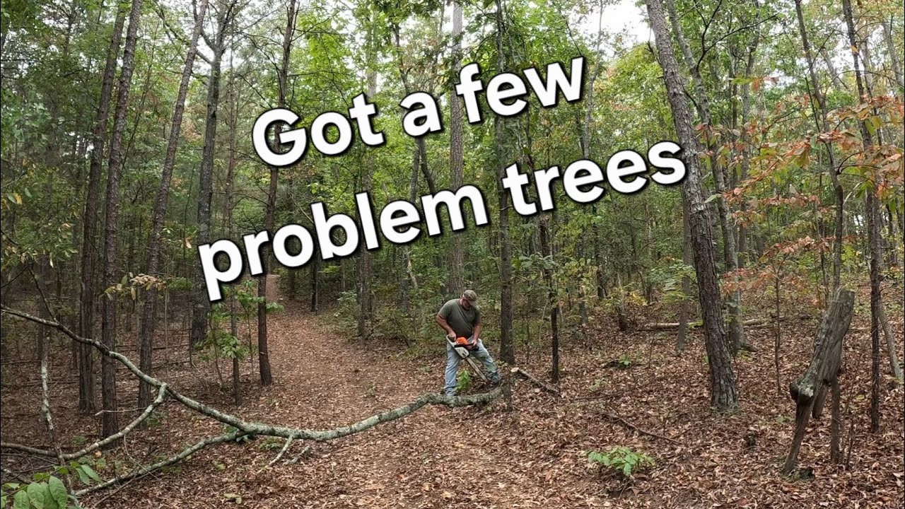 I almost hit a tree with my truck!