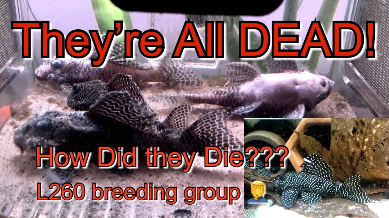 Worst Morning EVER!!! How Did my Fish / Plecos die? disease? Parasite? Bacteria? or Something Else?