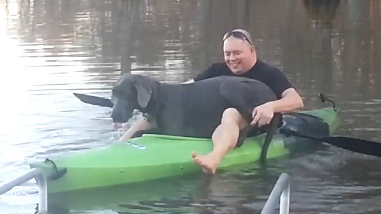 Great Dane Is So Determined To Fit Into Tiny Kayak