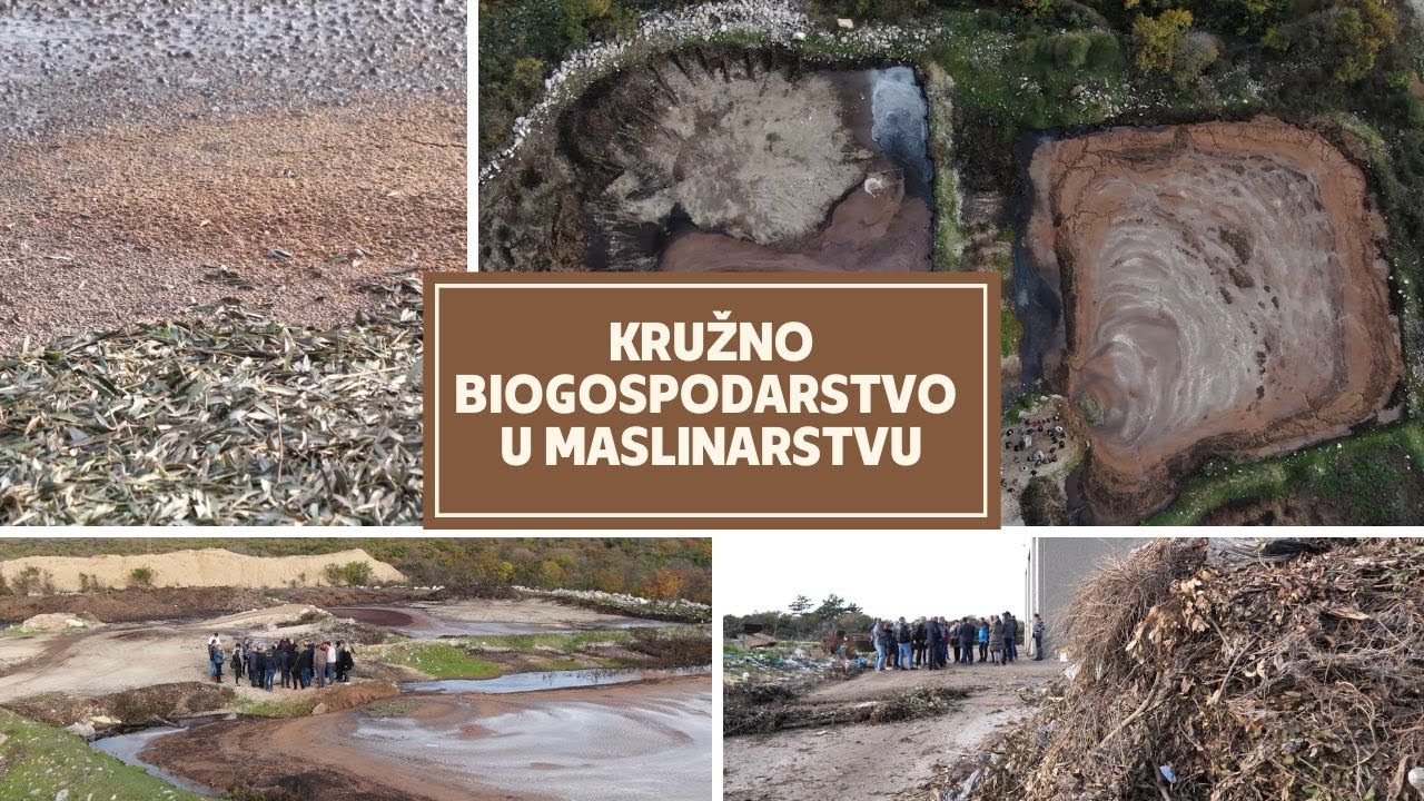 BOJE ZEMLJE Kružno biogospodarstvo u maslinarstvu