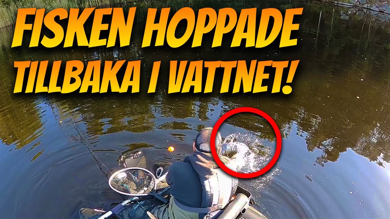 Totalt Kaos Med Fångad Fisk i Hallagylet! | Fiskelycka