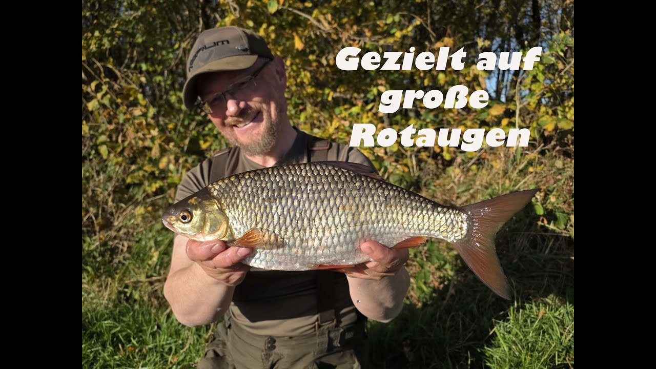 Gezielt auf große Rotaugen